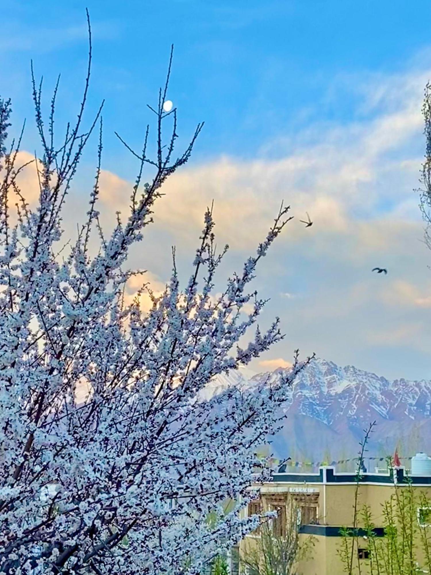 Hotel Palam Hills Leh Dış mekan fotoğraf