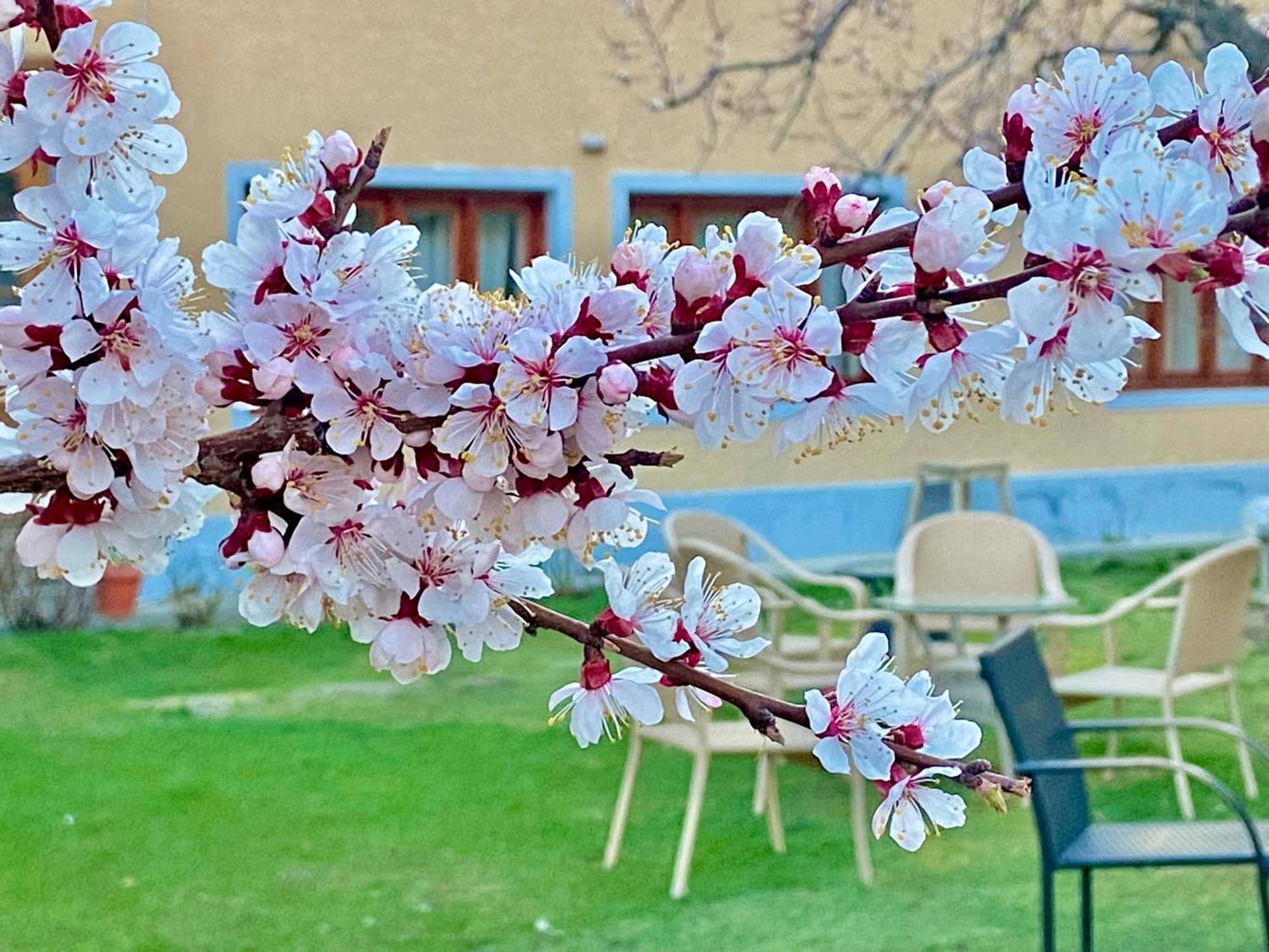 Hotel Palam Hills Leh Dış mekan fotoğraf